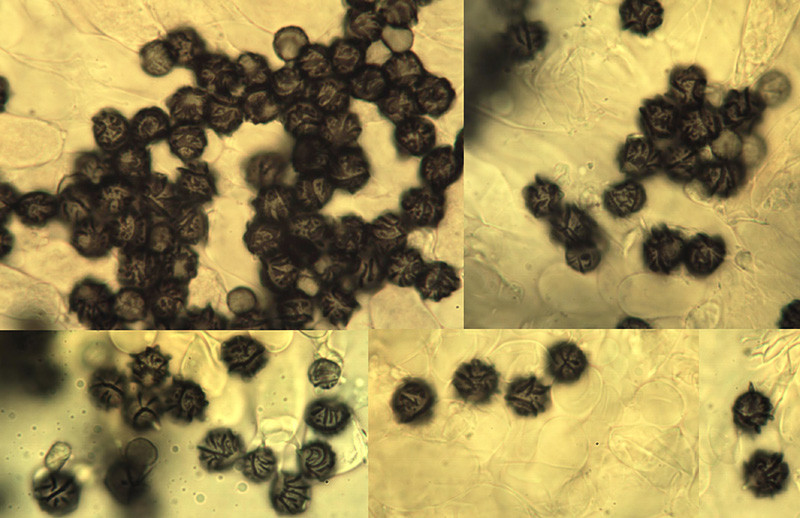 Lactarius ruginosus spory